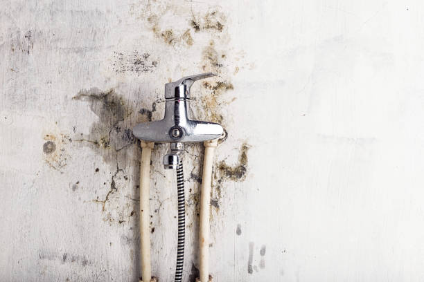 Calico Rock, AR Mold Removal Company