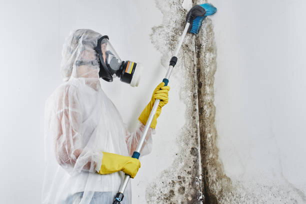 Best Certified Mold Removal  in Calico Rock, AR