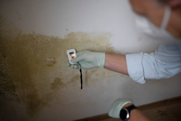 Best Mold Remediation Experts  in Calico Rock, AR
