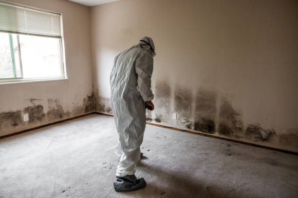 Best Toxic Mold Removal  in Calico Rock, AR