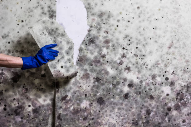 Best Commercial Mold Removal  in Calico Rock, AR