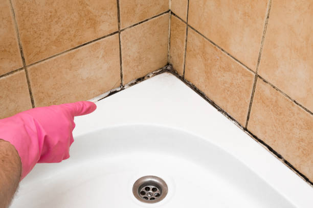 Best Local Mold Removal Service  in Calico Rock, AR